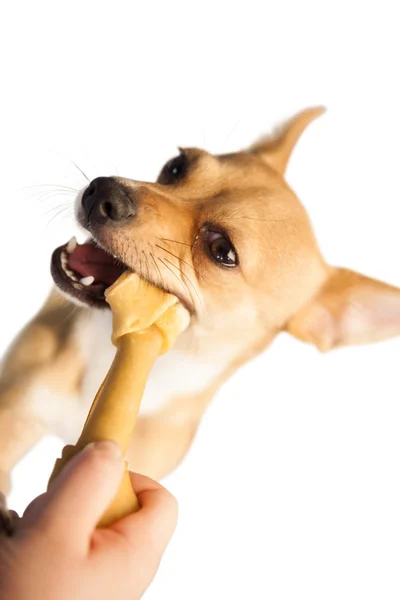 Carino cane masticare osso giocattolo — Foto Stock