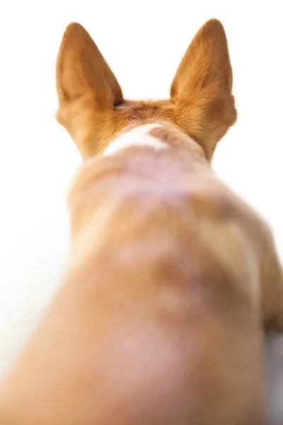 Chien mignon avec des oreilles pointues — Photo