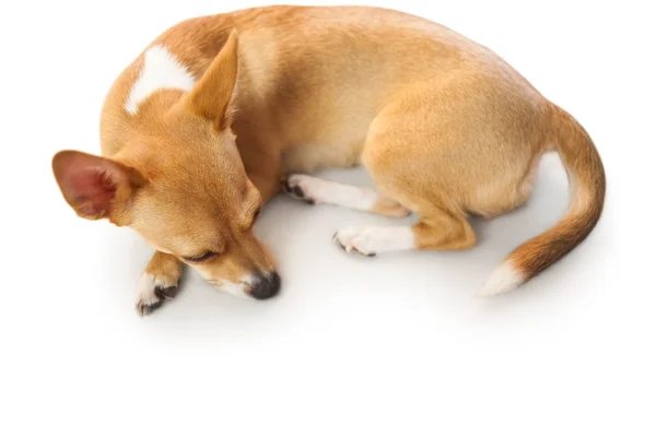Χαριτωμένο σκυλί ξαπλωμένο — Φωτογραφία Αρχείου