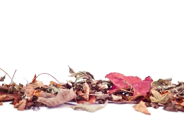 Folhas de outono com espaço de cópia — Fotografia de Stock