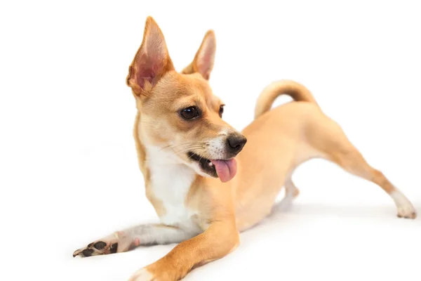 Chien mignon avec la langue dehors — Photo