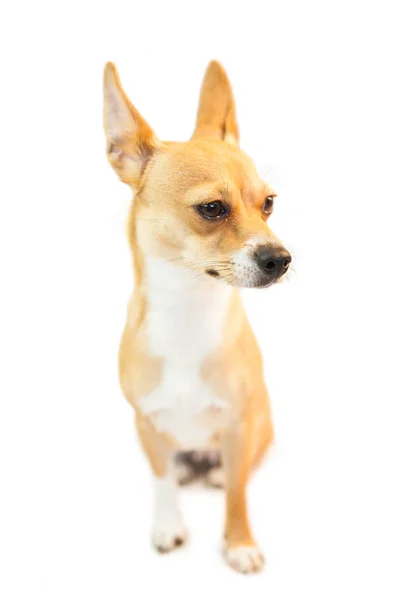 Pequeno cão chihuahua bonito — Fotografia de Stock
