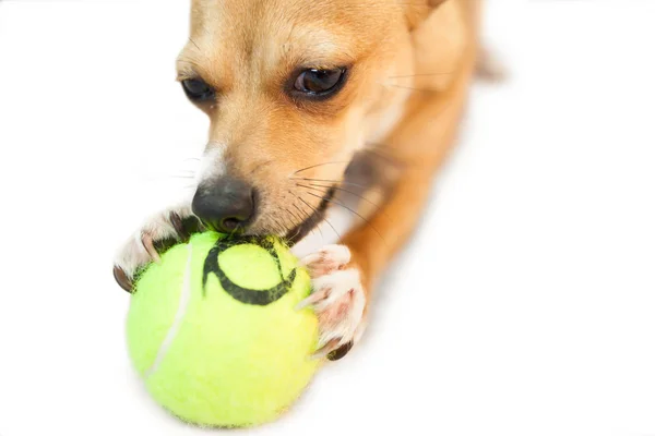 Χαριτωμένο σκυλάκι μάσημα σε μπάλα — Φωτογραφία Αρχείου