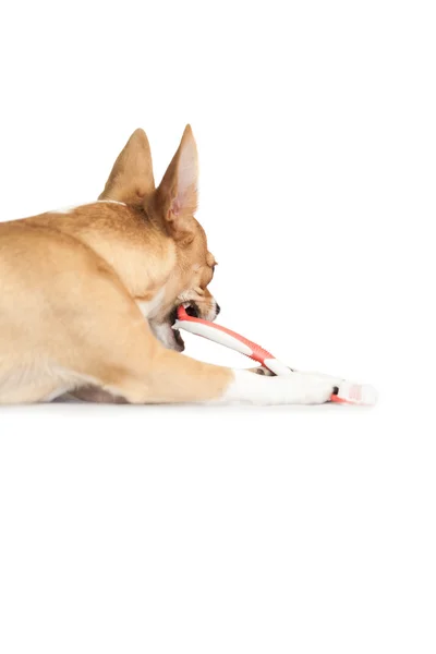 Chien mignon mâcher sur brosse à dents — Photo