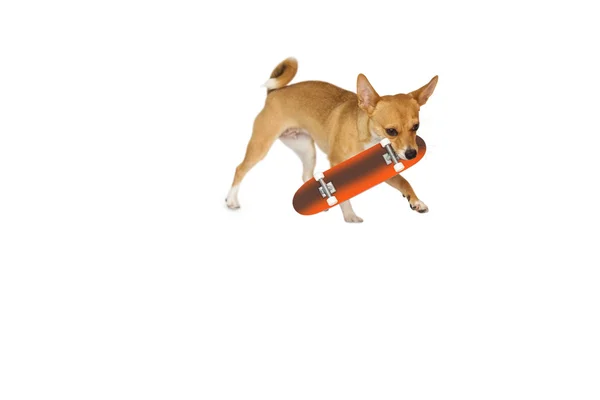 Roztomilý pes žvýkání na skateboardu hračky — Stock fotografie