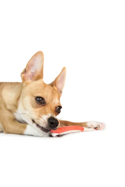 Cão bonito mastigar na escova de dentes — Fotografia de Stock