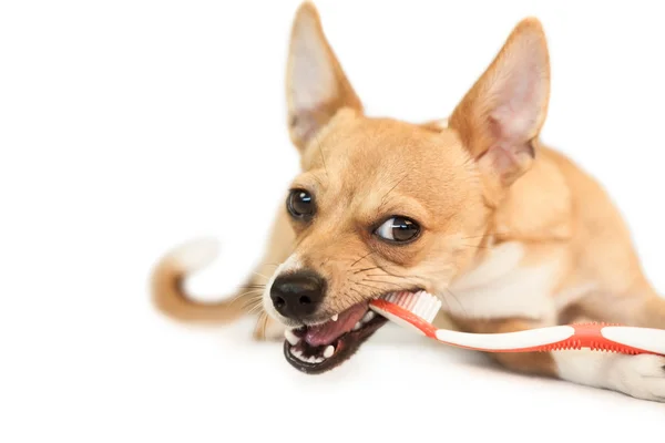 Chien mignon mâcher sur brosse à dents — Photo