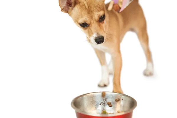 Cão bonito comendo de tigela — Fotografia de Stock