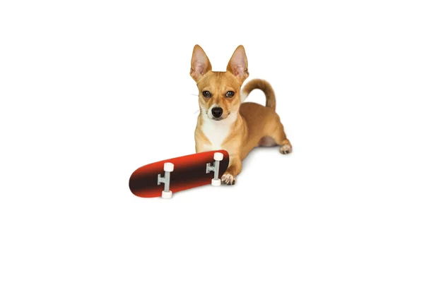 Ładny pies do żucia na zabawki deskorolka — Zdjęcie stockowe