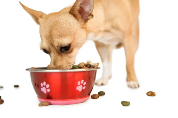 Ładny pies jeść z miski — Zdjęcie stockowe