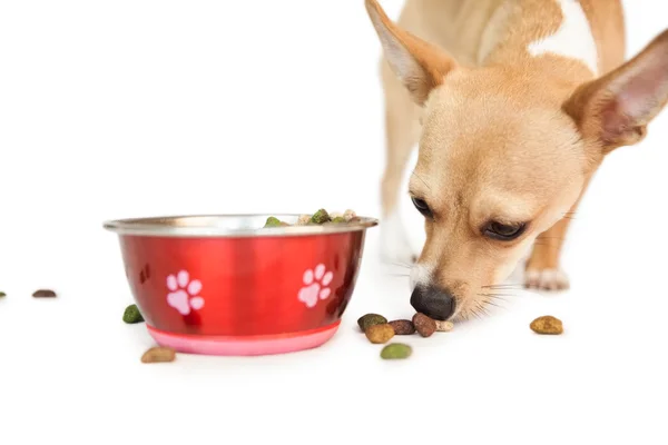 Ładny pies jeść z miski — Zdjęcie stockowe