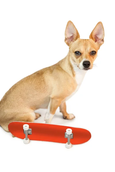 Cão bonito com brinquedo de skate — Fotografia de Stock