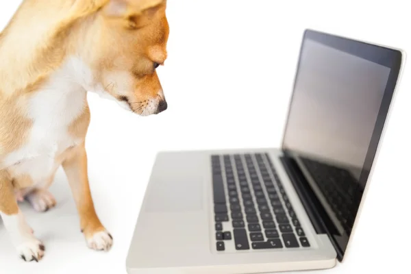 Lindo perro usando portátil — Foto de Stock
