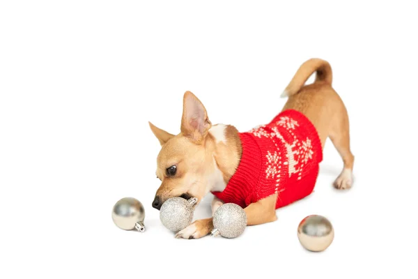 Милая праздничная собака с безделушками — стоковое фото