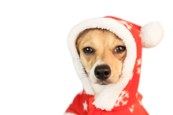 Ładny pies uroczysty w Boże Narodzenie kurtka — Zdjęcie stockowe