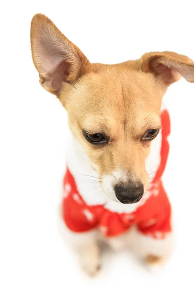 Χαριτωμένο σκυλί εορταστική Χριστούγεννα σακάκι — Φωτογραφία Αρχείου