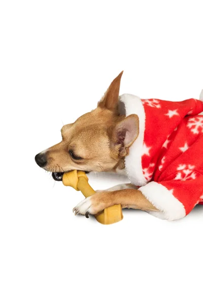 Милая праздничная собака в рождественской куртке — стоковое фото