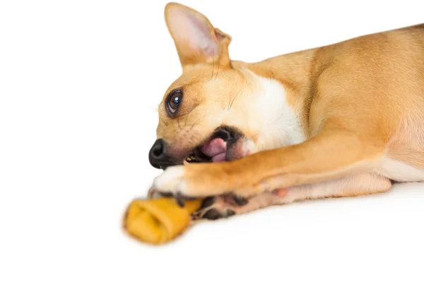 Ładny pies do żucia zabawki kości — Zdjęcie stockowe