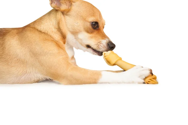 Bonito cão mastigação osso brinquedo — Fotografia de Stock