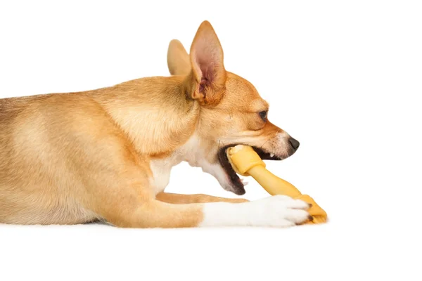 Bonito cão mastigação osso brinquedo — Fotografia de Stock