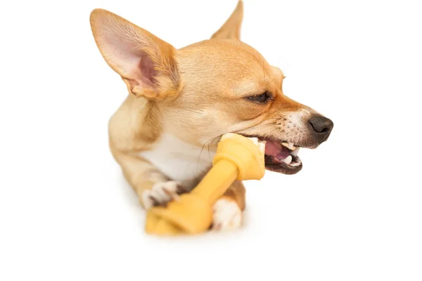 Χαριτωμένος σκύλος μάσημα των οστών παιχνίδι — Φωτογραφία Αρχείου