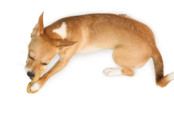 Jouet en os à mâcher pour chien mignon — Photo