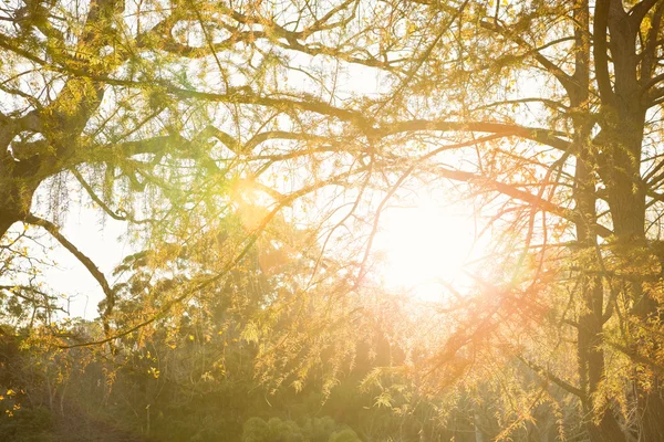 Soleil brille à travers les feuilles — Photo