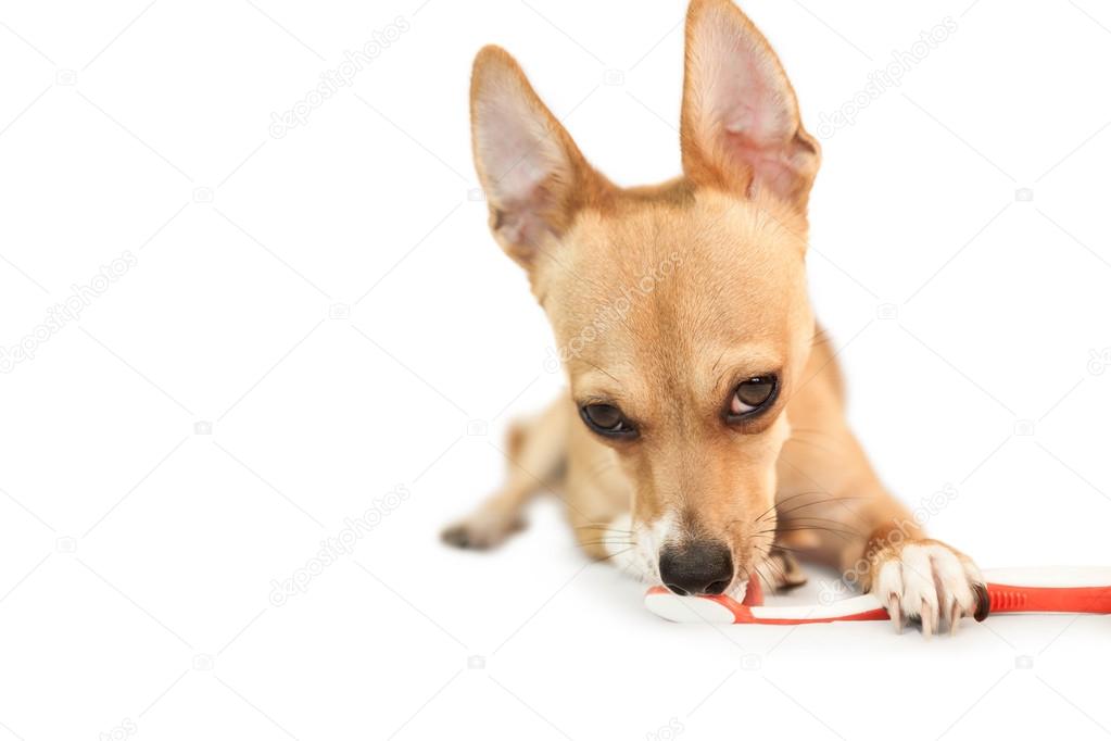 Cute dog chewing on toothbrush — Stock Photo © Wavebreakmedia 88267266