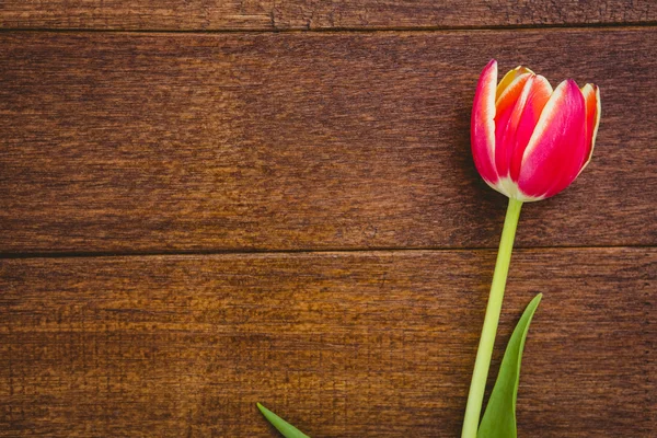 Utsikt över en vacker röd blomma — Stockfoto