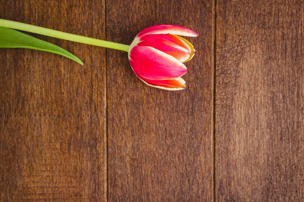 Vista de una hermosa flor roja —  Fotos de Stock