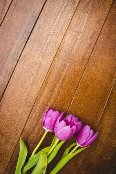 Kilka piękne fioletowe kwiaty — Zdjęcie stockowe
