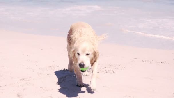 Wet dog at the beach — Stock Video