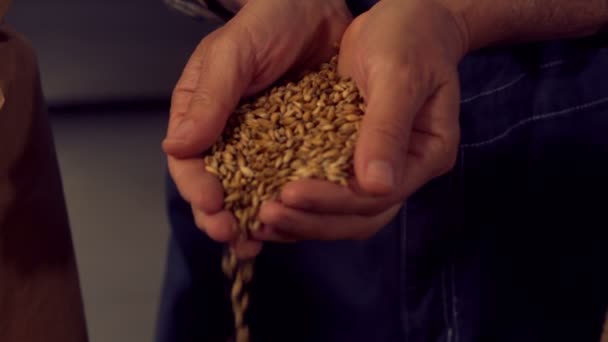 Работник пивоваренного завода разливает зерно хмеля — стоковое видео