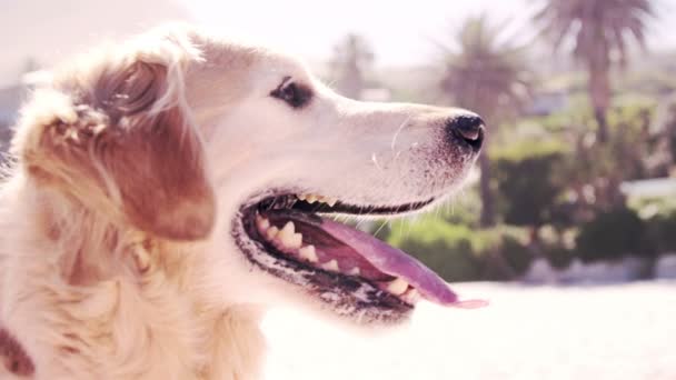 Golden retriever respirando no sol — Vídeo de Stock