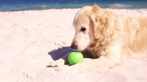 Vecchio pensionato che gioca con il cane — Video Stock