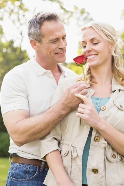 丈夫向妻子提供一朵玫瑰 — 图库照片