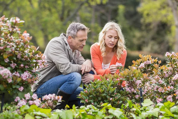 Linda pareja mirando flores — Foto de Stock