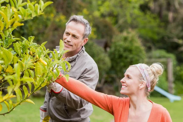 Couple mignon regardant arbre — Photo