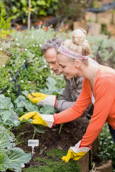 Cute couple doing some gardening — Stock Photo, Image