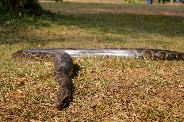 Pitón gigante en el campo de hierba —  Fotos de Stock