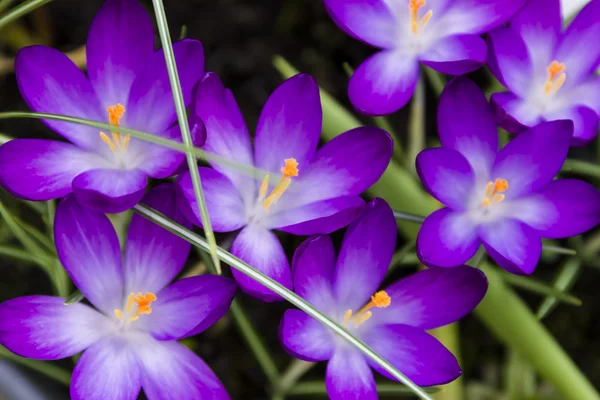 Otevřené Krokus jarní květiny — Stock fotografie