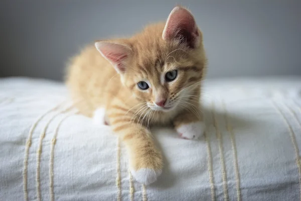 Bej renkli battaniye üzerinde kırmızı kedi yavrusu Telifsiz Stok Imajlar