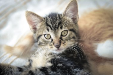 yavru kedi olduğunu açık arıyor