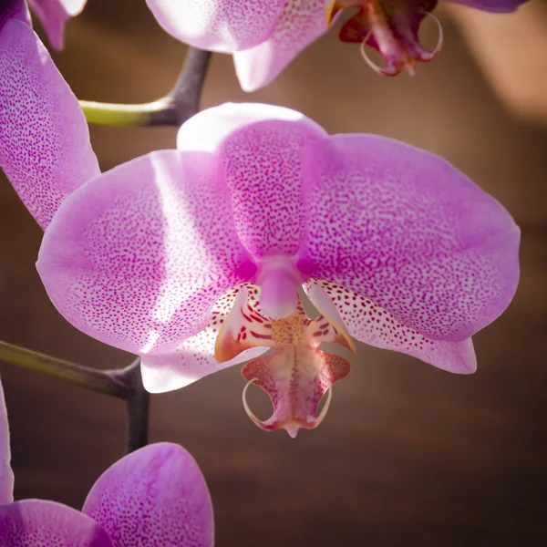 Orchidea viola molto rara. Primo piano . — Foto Stock