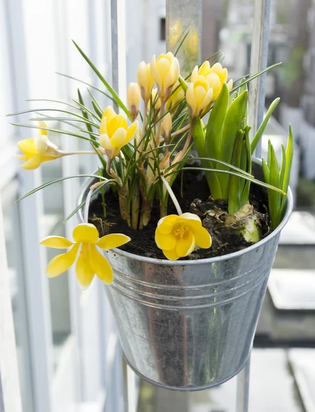 Yellow crocuses — Stock Photo, Image