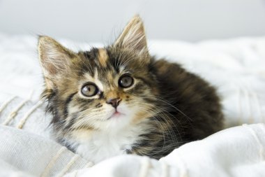 Yatak örtüsü üzerinde oturan sevimli tabby yavru kedi