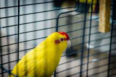 Renkli, kırmızı önlü Kakariki muhabbet kuşu sarı goldcheck, (Cyanor