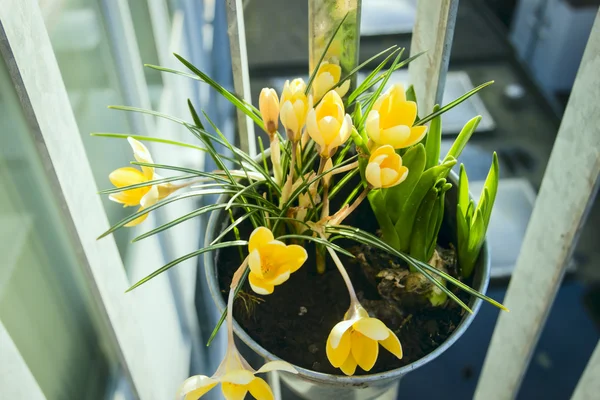 Crochi gialli — Foto Stock