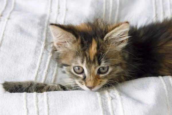 Yatak örtüsü üzerinde oturan sevimli tabby yavru kedi — Stok fotoğraf