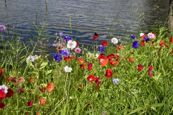 Wild flowers along the shore of a canal in summer — Stock Photo, Image